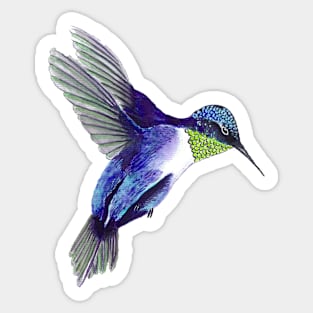 DEEP BLUE HUMMINGBIRD Sticker